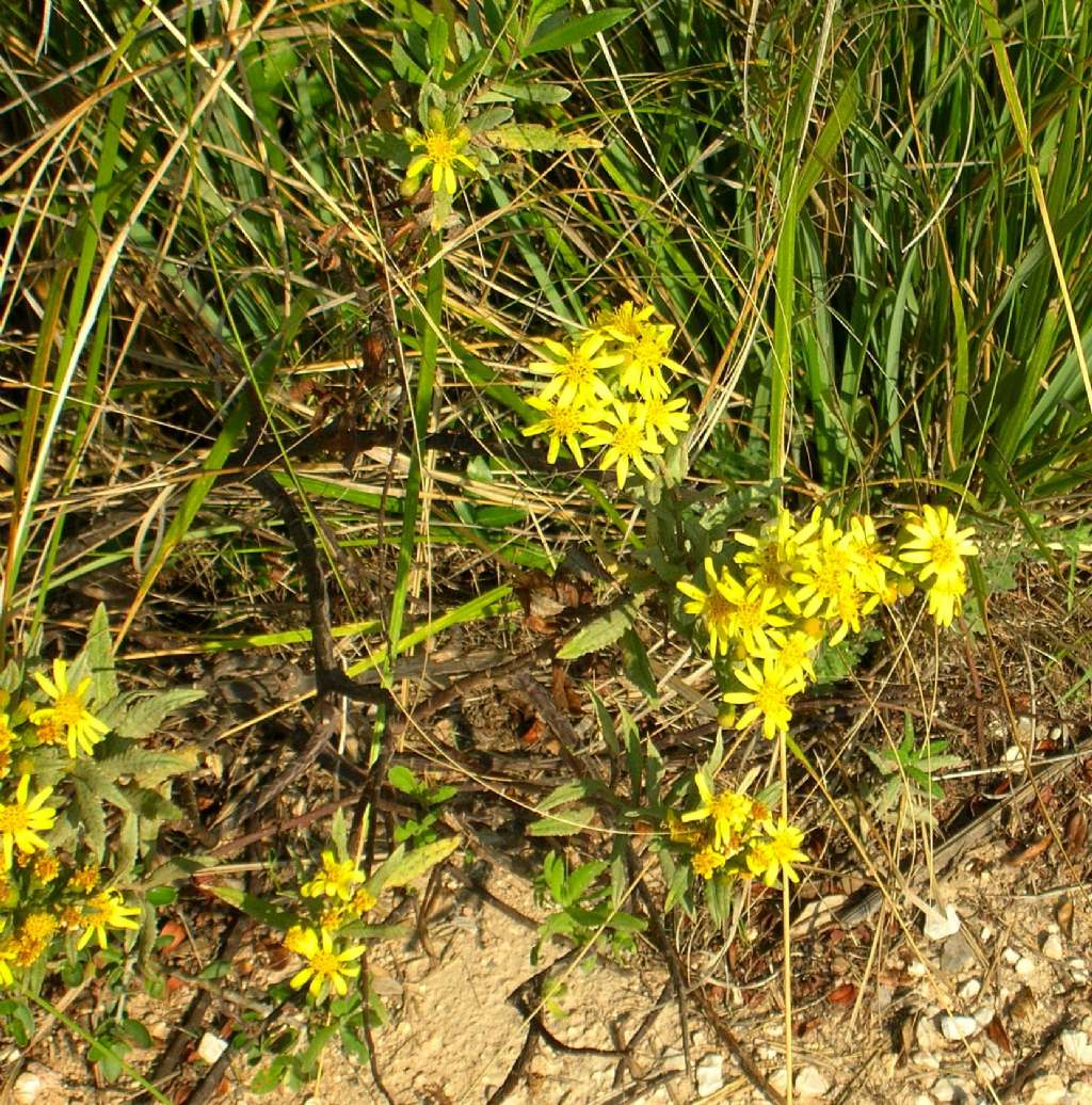 Dittrichia viscosa